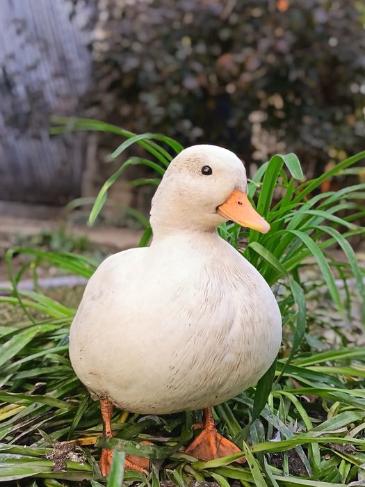 Rațe pitice olandeze