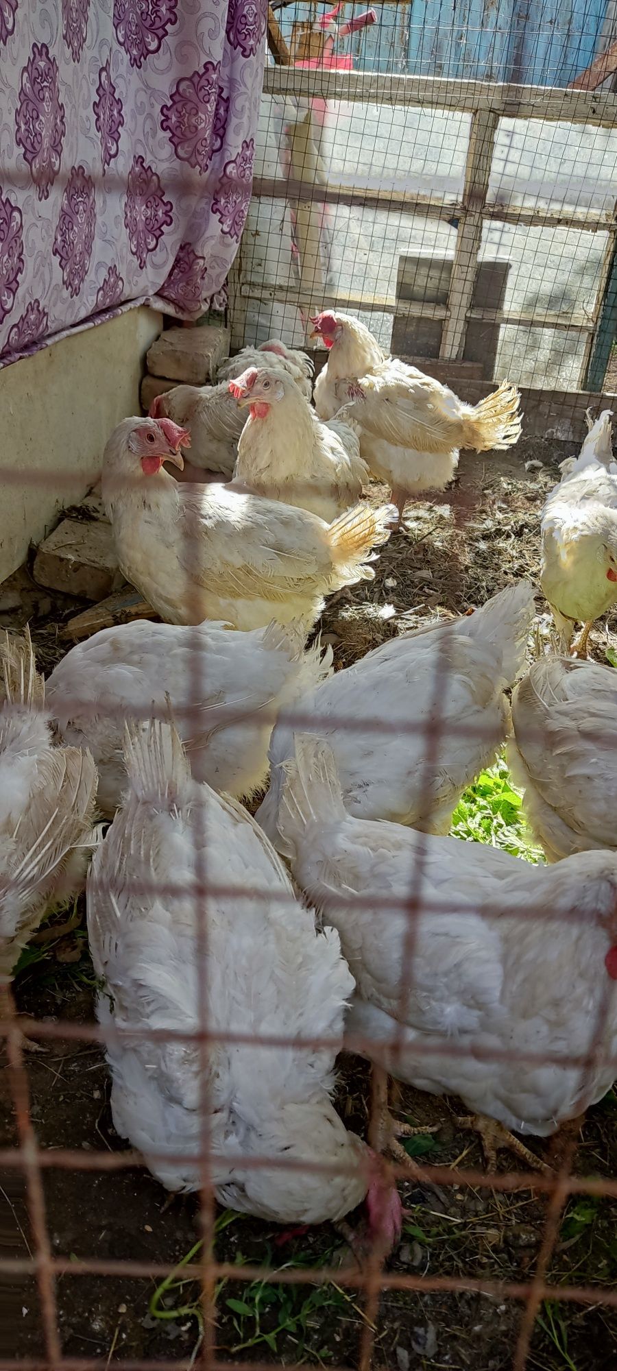 Продам курей несушка