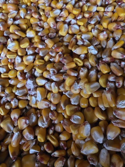 Vand boabe de porumb