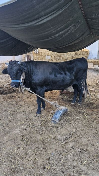 O'kizla sotiladi dish bizgan ikkisiyam