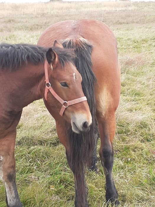 Mânză 4 luni, iapă 4 ani
