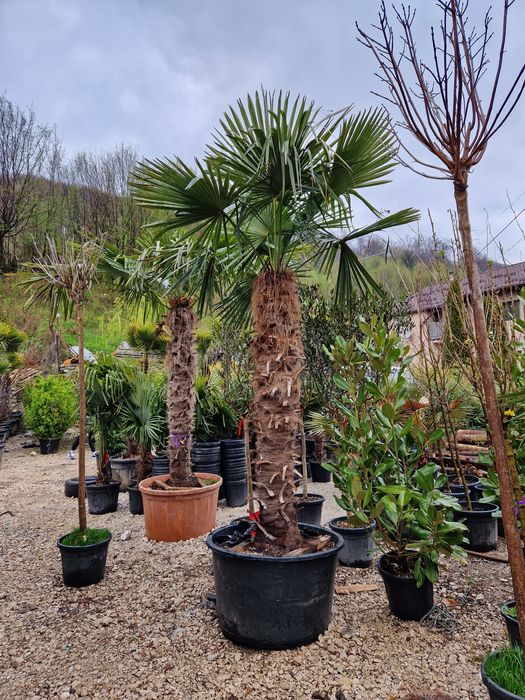 Vand palmieri trachycarpus fortunei, chamaerops excelsa,  humilis, etc