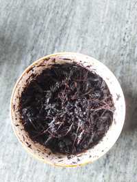 Tămâie Arăbeasca Bakhoor/Cărbuni aromați Dubai 30 gr