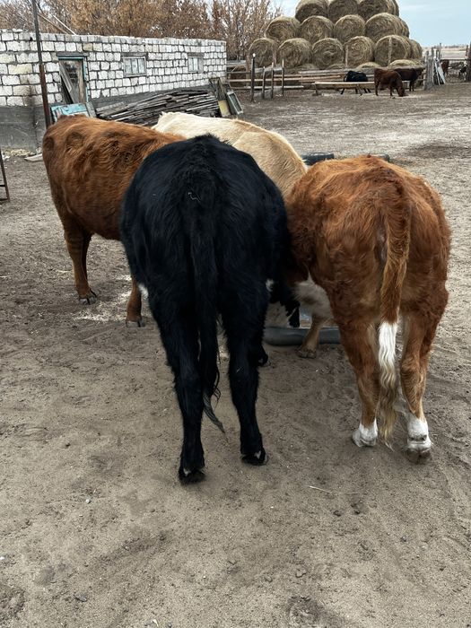 Продам телок полторашек