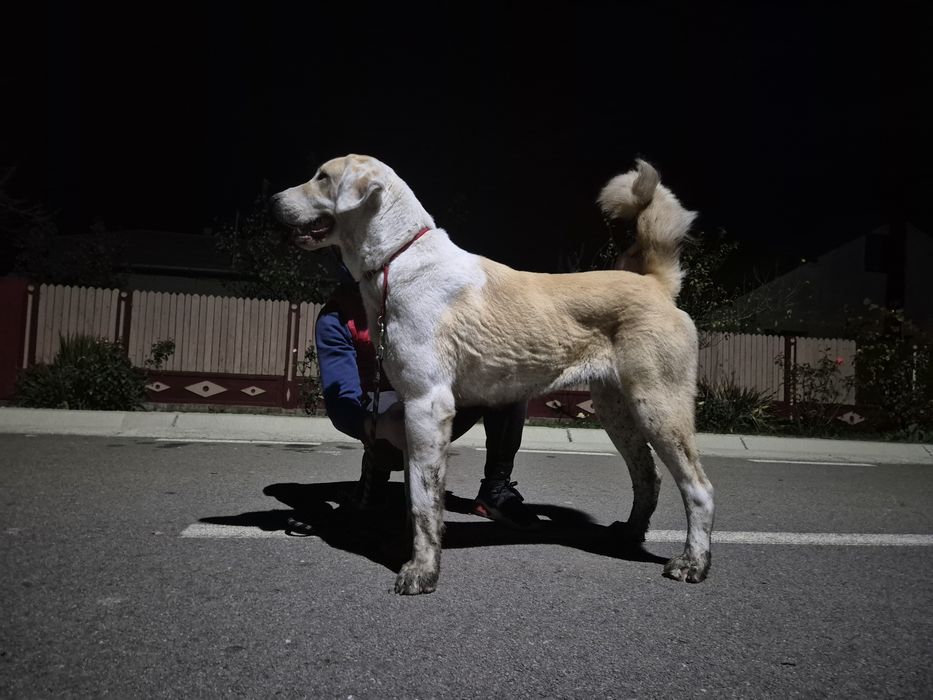 Femela Ciobanesc de Asia Centrala