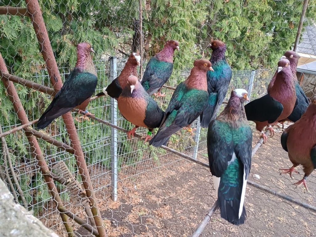 Porumbei Bronzați - Arhangheli