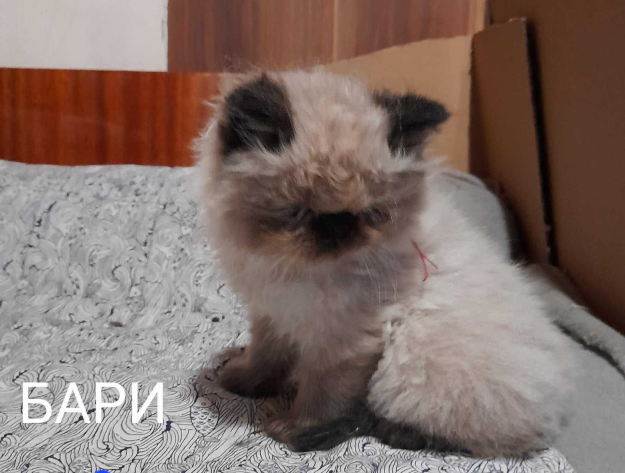 Продавам персийски  котенца -  екстремали