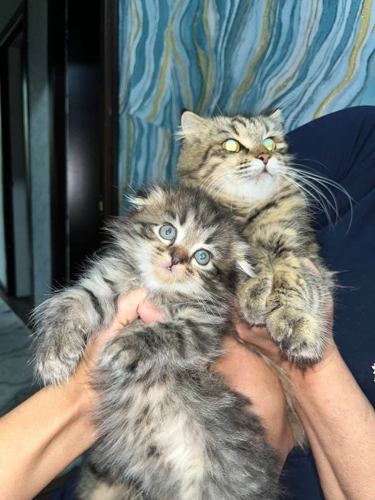 Фолд чиройли эркак мушук боласи сотилади