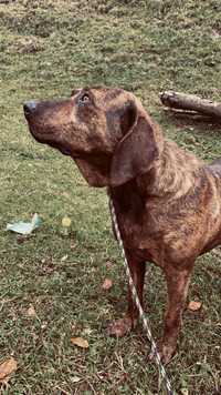 Câine de vânătoare disponibil,preț300€ detali în privat