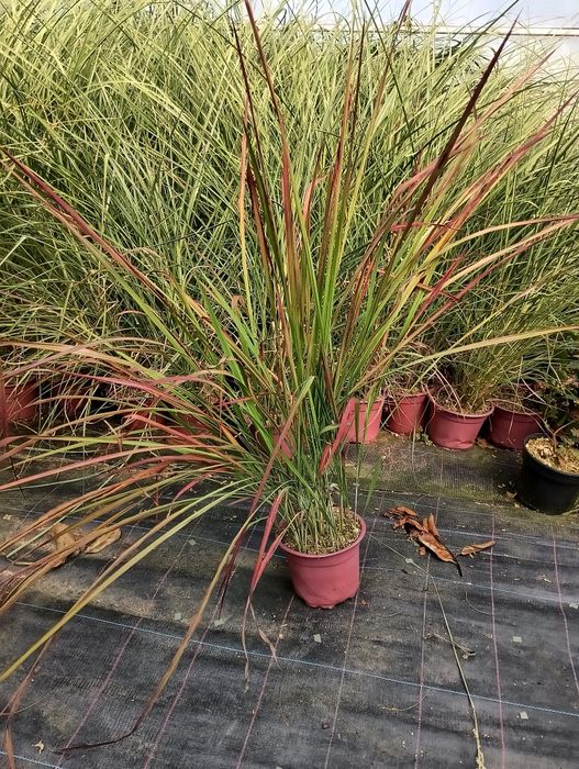 Iarbă roșie, Imperata cylindrica Red Baron