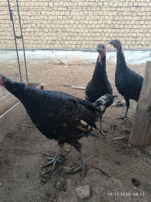 Jaydari  kurkalar sotiladi.