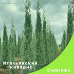 Кипарис Аризона Италиянский