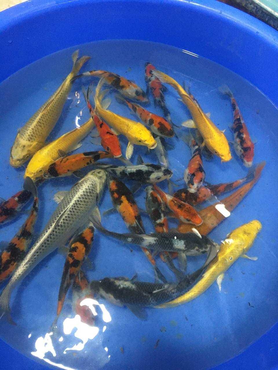 Akvarium va xovuz basseyn baliqlari koya koi
