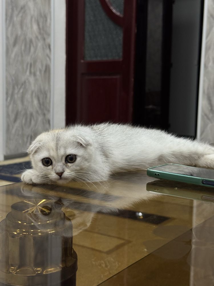 Элитный котенок