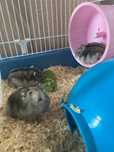Vand hamsterii cu tot cu cusca