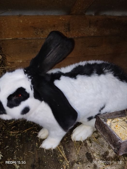 Mascul fluture german de vânzare