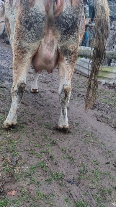 Junincă gestantă in 8 luni