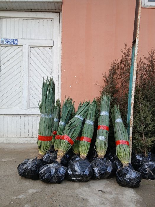 Манзарали ва мевали дарахтлар