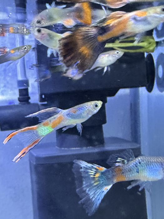 Гуппи 3000 оптом