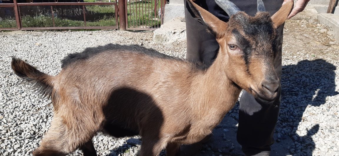 Capre alpina franceză