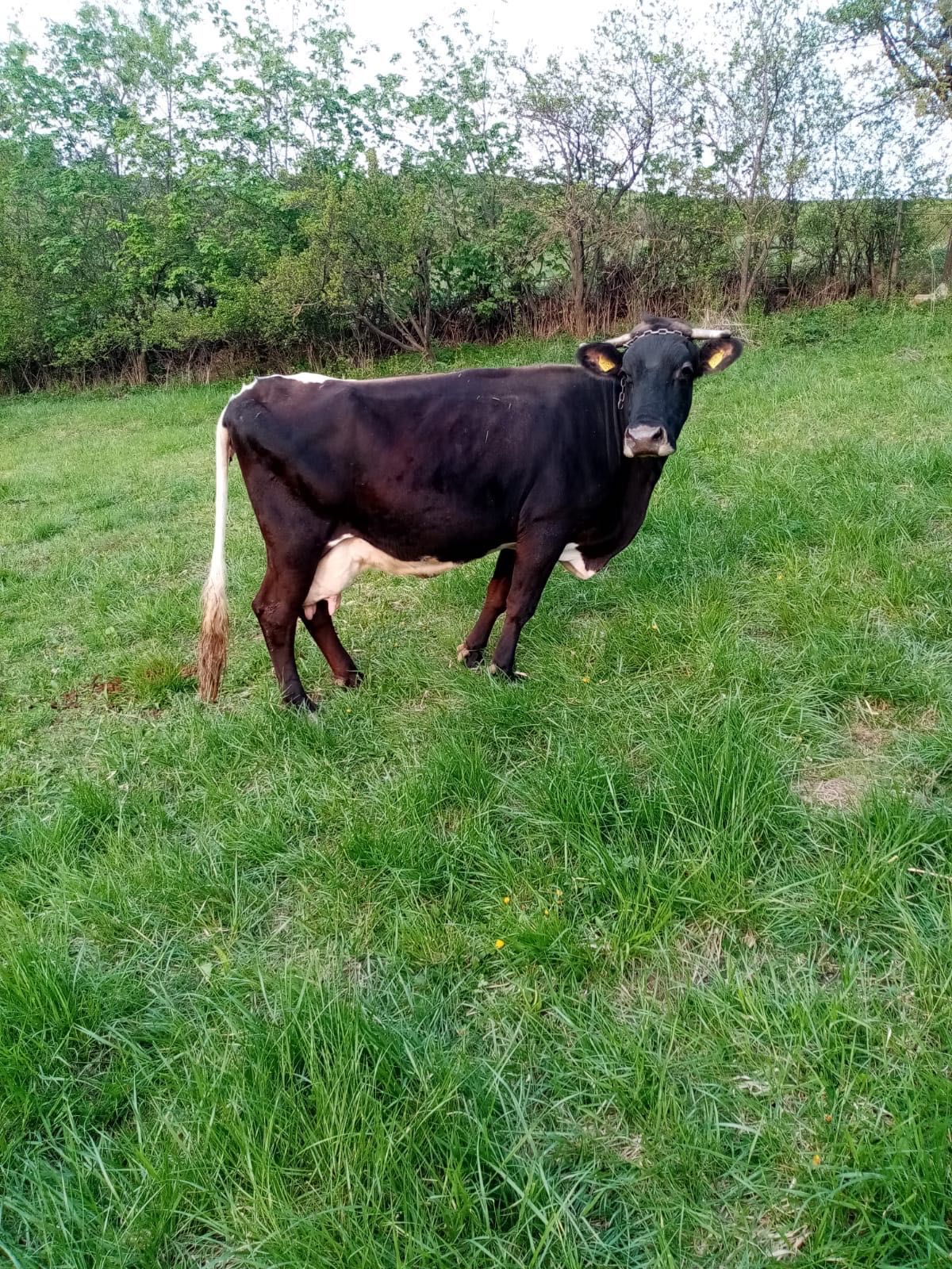 Vând vacă bălțată pe negru cu lapte