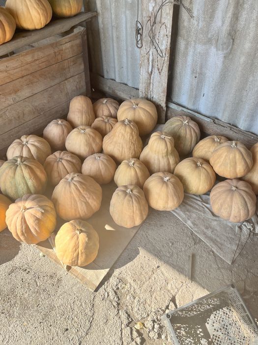 продам мантную тыкву