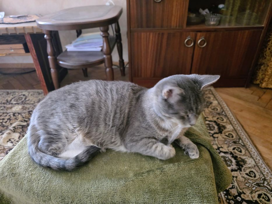 Подарявам чаровна котка, сиво и бяло