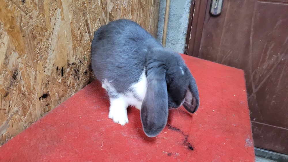 Iepuri berbec german