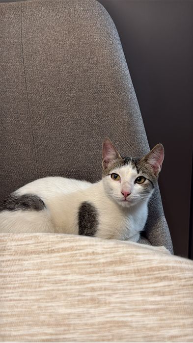 Adoptie motan de aproximativ 6 luni, fara niciun ban