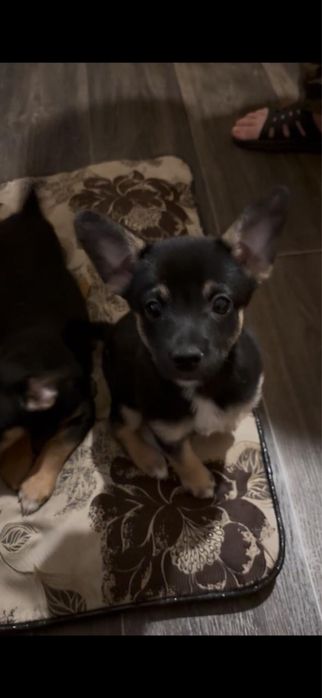 Отдам щенка 2 месяца