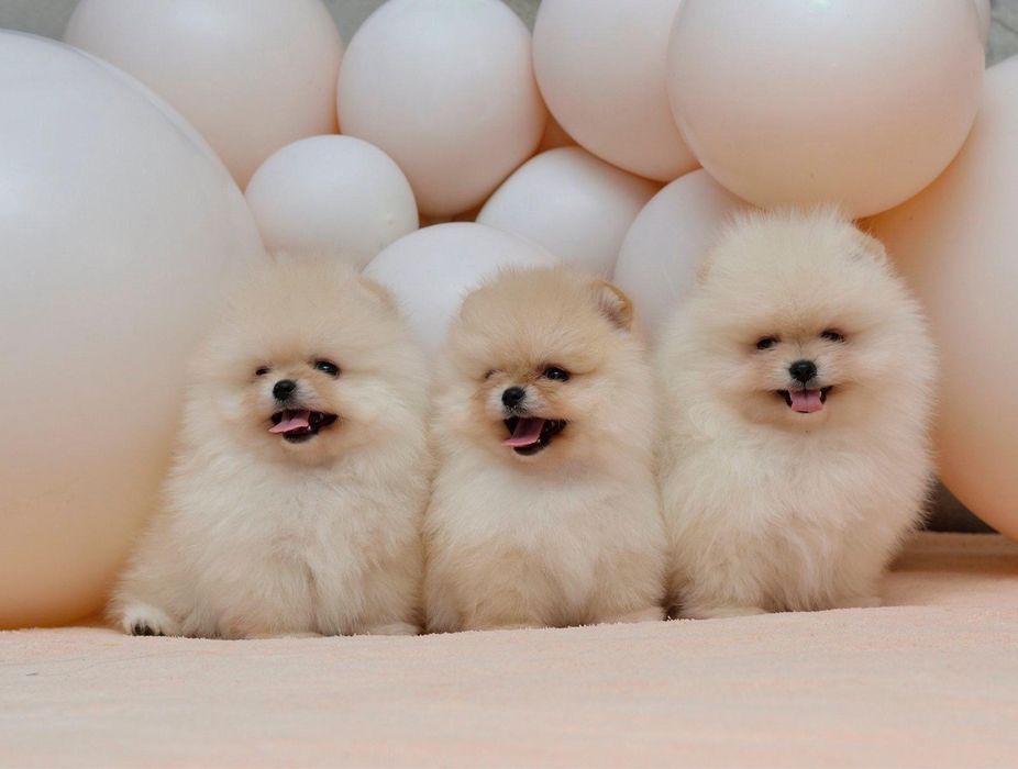 Pomeranian cu pedigree!
