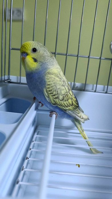 Красивые попугайчики