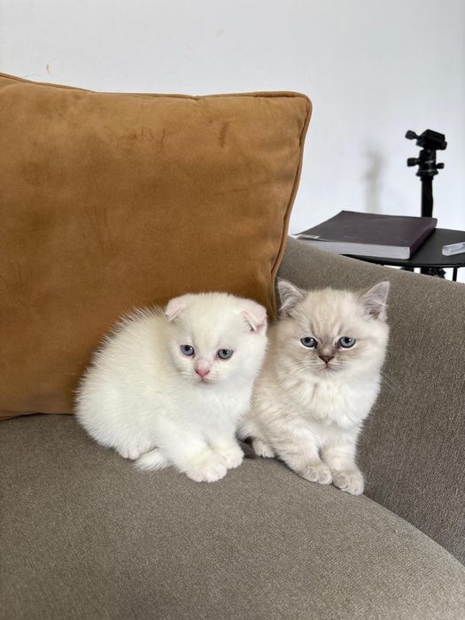 Pisoi Scottish fold si Scottish Straight