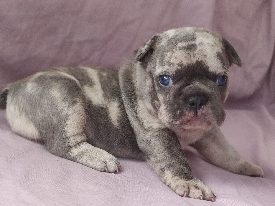 Шикарные цветные малыши Французского бульдога