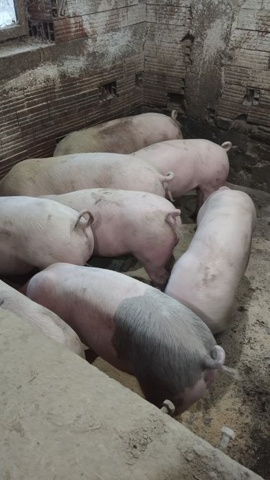 Продавам прасета