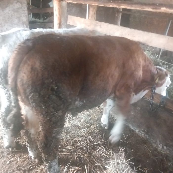 Taurasi cu media 250kg