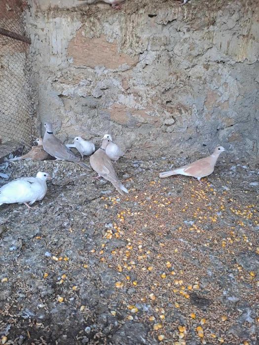 Гугутки и гълъби