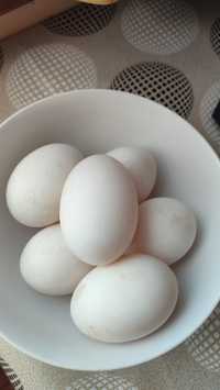 Vând ouă de rață
