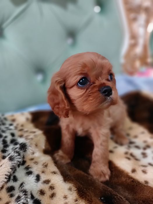 Шикарный малыш Кавалер Кинг чарльз спаниель