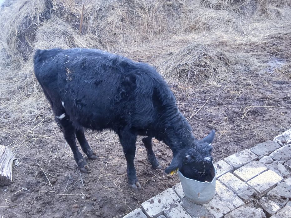 7 ай ұрғашы баспақ сатылады.Продам телку 7 месяцев цена 270 000 т