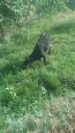 G'onajin sotiladi srochna срочно гунажин сотилади