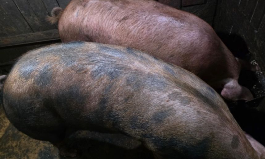 продавам ПОРОДИСТИ ПРАСЕТА (Пиетрен)