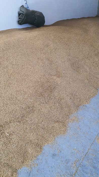 Vand orz,grau,secara panificatie ,ovaz negru , calitatea I !