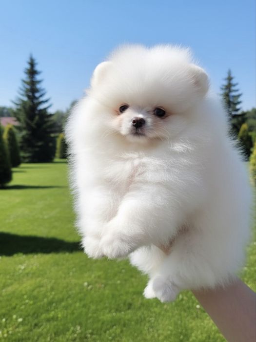 Pomeranian Spitz