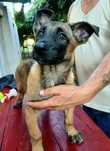 Pui de Malinois iși caută casă nouă