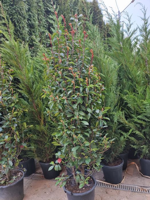 photinia red robin ( tija si spalier)