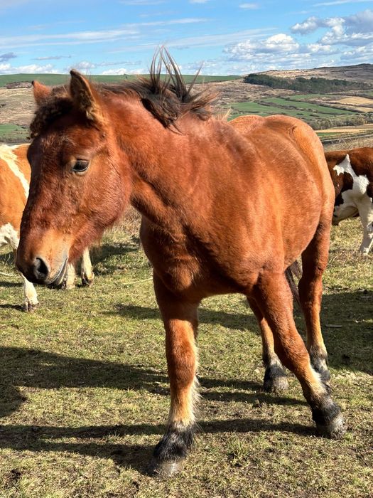 Vand sau schimb cu vaci vitele intarcate