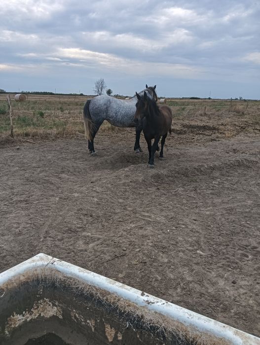 Cai de vânzare Giulvăz