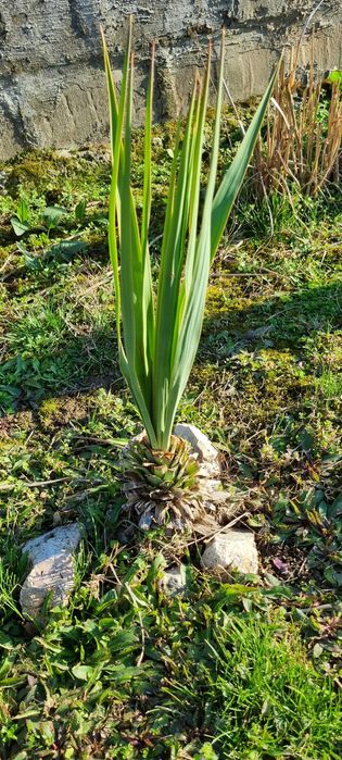 Палма Юка Глориоса