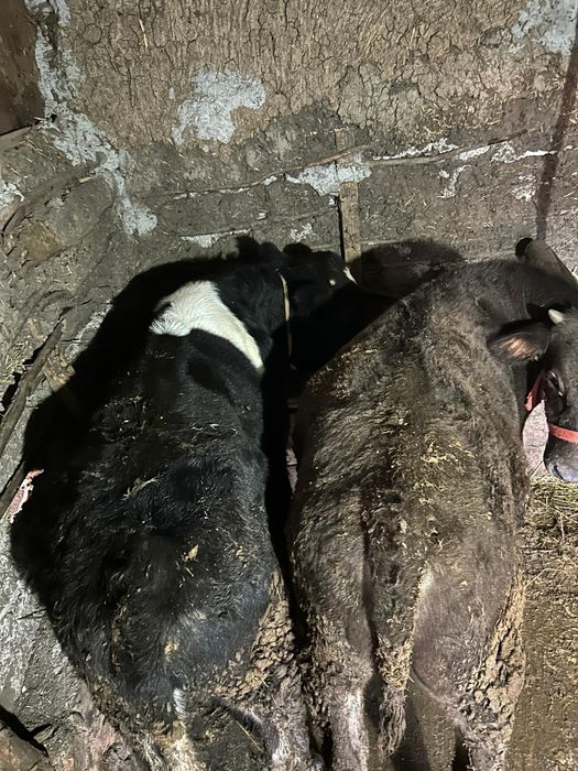 Vând 2 tauri și 2 vaci